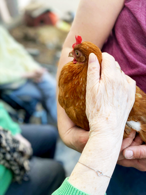 NRW_Prävention_Unsere kleine Farm_Huhn