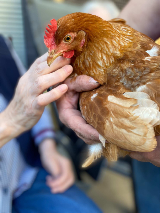 vdek NRW_Prävention_Unsere kleine Farm_Huhn_1