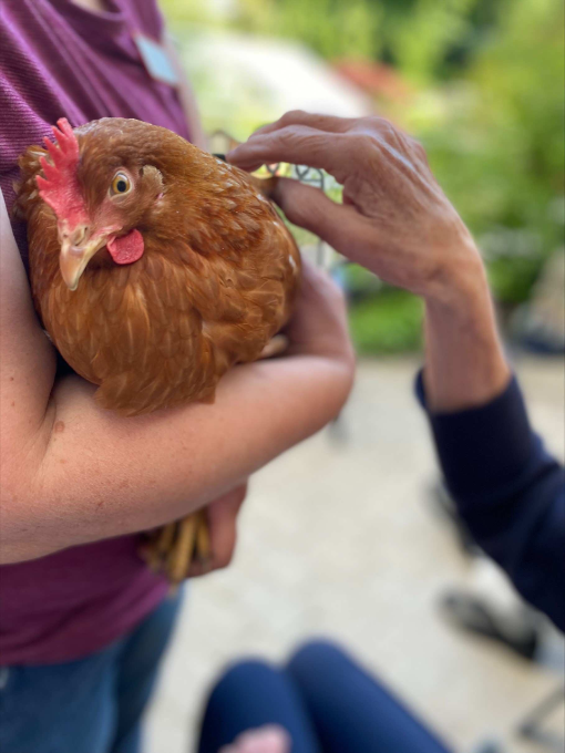 vdek NRW_Prävention_Unsere kleine Farm_Huhn_5