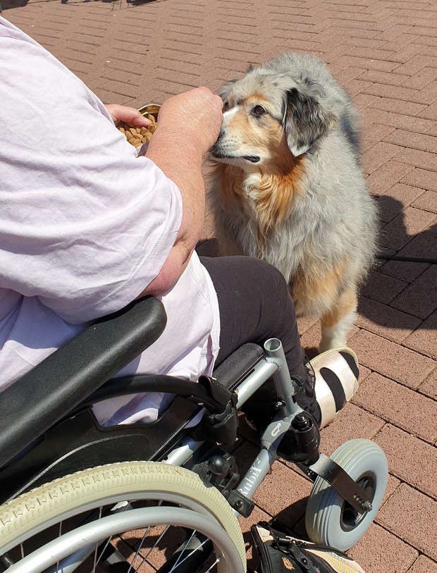 Ein Hund schnuppert neugierig an der Hand