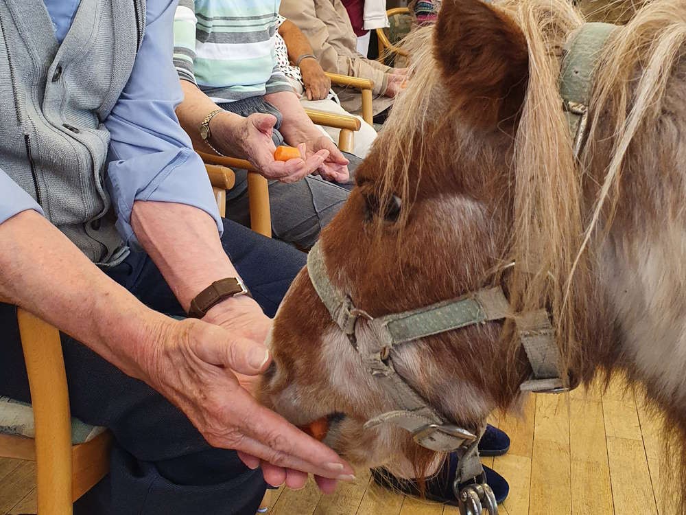 Ein Pony frisst eine M&ouml;hre aus den H&auml;nden, die ihm gereicht werden