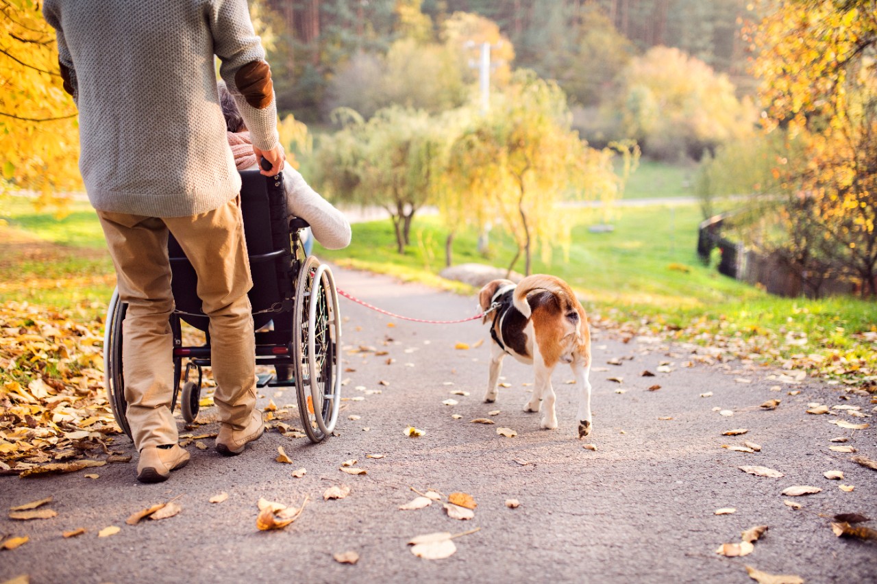 Frau im Rollstuhl, Mann schiebt Frau im Rollstuhl, daneben läuft ein Hund, Herbstspaziergang