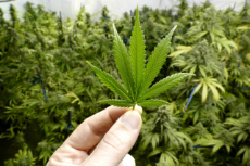 Fotolia_99027725-Cannabis