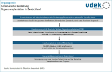 Flussdiagramm zeigt die schematische Darstellung der Organtransplantation in Deutschland