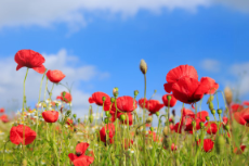 Mohnblumen auf einer Wiese